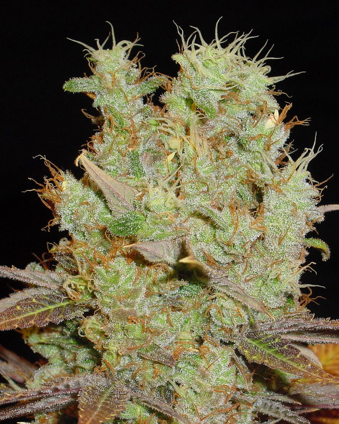 Cannabis Seeds - Soma's Sacred Seeds